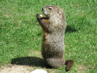 image of Woodchuck Standing